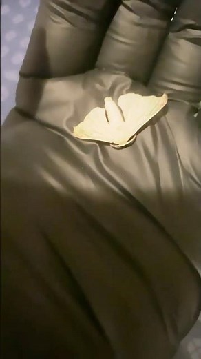 Life cycle of silkworms into silk moth in less than 1 min