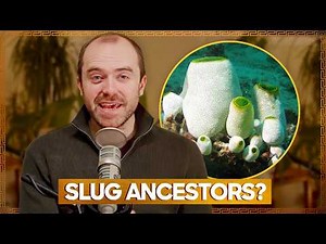 Human Evolution From Mud To Slugs: The Cambrian Explosion