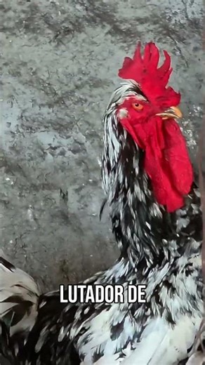 A baia dos Mottled — força, estilo e genética marcante