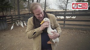 Learn about one of my favorite duck breeds, the Indian Runner, which has been described as a "wine bottle on legs." | P. Allen Smith