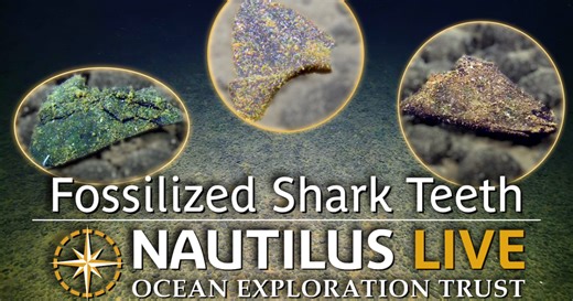 Deep Sea Fossilized Shark Teeth