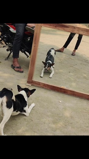 388K views · 4.1K reactions | You will pee from laughing! Super funny mirror prank on dog | Crazy dog reaction #prank #mirrorprank #funny #funydogvideo #funnyPrank #funnyvideo | All Time Best Fun Tv | Facebook