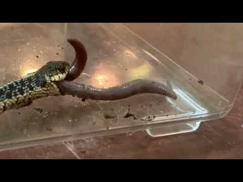 Baby Snake Eats A Worm