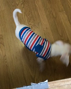 336K views · 4.6K reactions | Watch Dog guarding his castle. But he couldn’t resist the bright yellow thing that was in his path on the way to the front door! Cutest little boy doing his thing. Right? . . . #pinkpigletpuppy #watchdog #pinkdog #cutenessoverload | Piglet, the deaf blind pink puppy. | Facebook