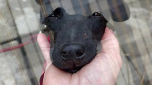 1.4K views · 215 reactions | Daisy Dob 28.11.2022. -spayed female...