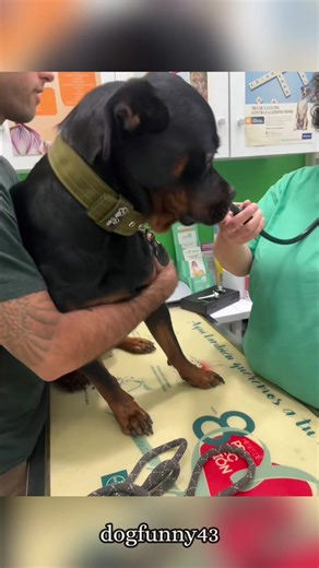 Dogs are afraid of injections.🤣🐶🥳#funnydogs #foryou #dogsoftiktok #dog #usa🇺🇸