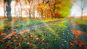 Morning Forest Slow Motion Stock Footage Video (100% Royalty-free) 1089850429 | Shutterstock