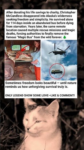 The Alaska Bus That Turned Into A Deadly Worldwide Obsession 🚌❄️