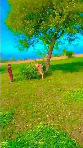 Brsam ki fasal #viag Life #villag short #