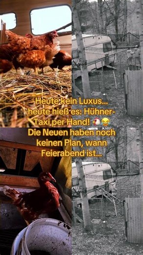 Neue Hühner Ihren Weg zeigen 😅