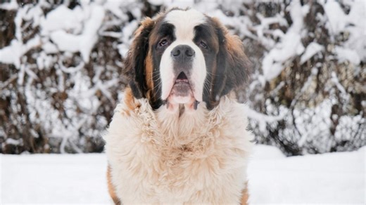 Little Boy Snuggling With His Saint Bernard in the Snow Is Giving Us All the Feels