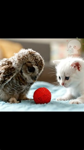 Cute baby owl and the white kitten