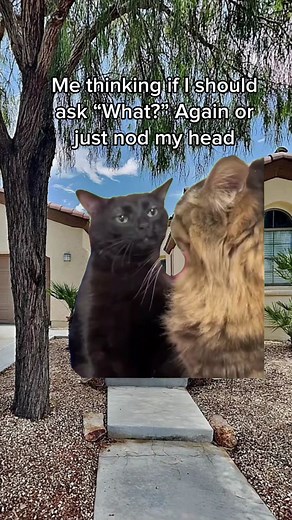 Deciphering Cat Behavior: Why Does My Cat Nod at Me?