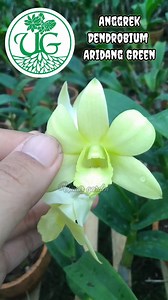 Anggrek Dendrobium Aridang Green (Dendrobium Burana Jade × Dendrobium Olive Green) Taksonomi Divisi : Tracheophyta Subdivisi : Spermatophytes Klad : Angiospermae Klad : monocots Ordo : Asparagales Famili : Orchidaceae Subfamili : Epidendroideae Tribus : Malaxideae Subtribus : Dendrobiinae Genus : Dendrobium #umairgarden #umairflowers #umairorchid #anggrek #dendrobium #AridangGreen #orchid #aridang #green #BuranaJade #burana #jade #OliveGreen #Olive #flowerplant #bungacantik #bungaindah #anggrekc
