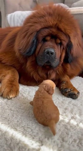 A miniature poodle puppy outsmarted a huge Tibetan mastiff.