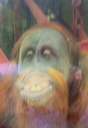 this was like 3 years ago 😭😭 #fyp #viral #funny #throwback #animals | orangutan