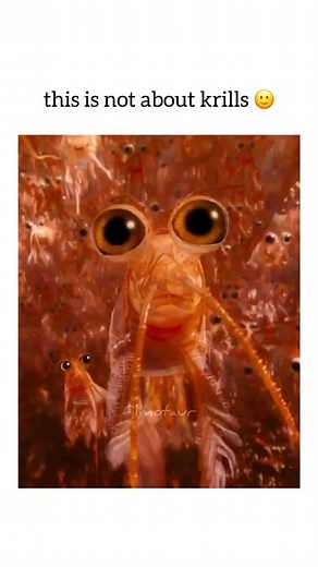 Filmotaur 🎬 | 🐧: Happy Feet 2 (2011) Happy Feet 2 is an animated musical comedy film that follows the story of a penguin named Mumble and his son Erik,... | Instagram