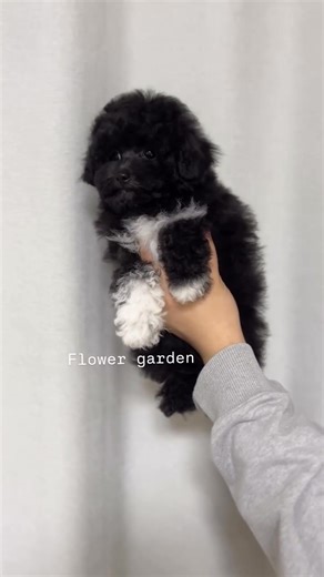 How beautiful is this video..! | Black Cockapoo Lovers