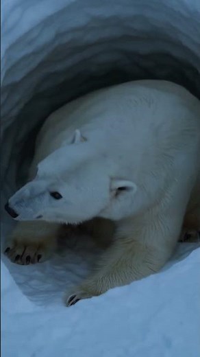 Polar Bear Gives Birth in the wild