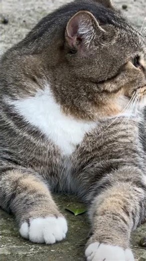 funny cats 😺 cute cats #professormiangul