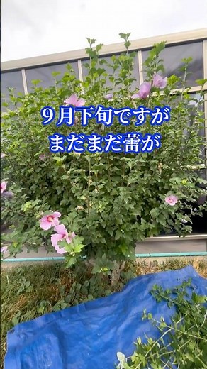 ムクゲの花期が終わって落葉する前に切り戻し剪定#木槿