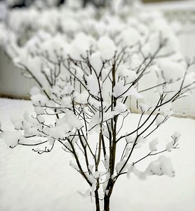 Snow-covered Dogwood Tree Blurred Background Photo - Etsy Australia