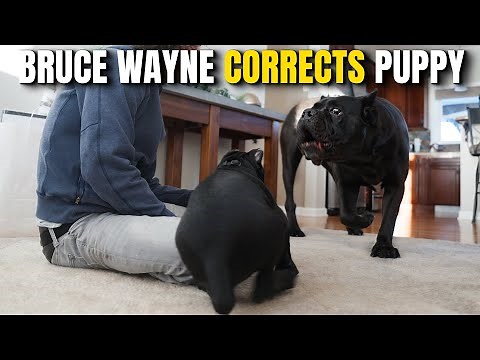 Bruce Wayne Corrects Puppy Joey Justice - Cane Corso Lovers