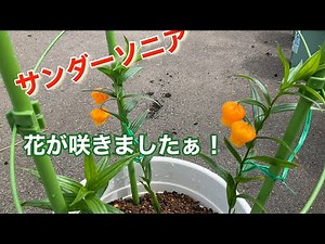 サンダーソニア、花が咲きましたぁ！
