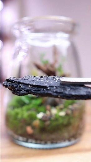 Springtails for tiny terrarium 🌿