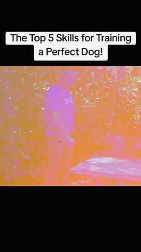 2K views · 11 reactions | From Problem Pup to Einstein Dog! Engaging brain games for lasting behavior change. Learn More : https://en-braintrainingfordog.com/ | We Dog Trainer | Facebook