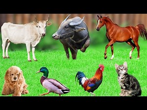 Funny Farm Animal Sounds : Cat, Cow, Duck, Dog, Chicken, Horse, Elephant, Parrot - Animal Moments