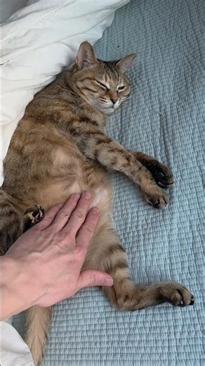 Sleepy now #cats #cat #catvideos #catshorts #kitten