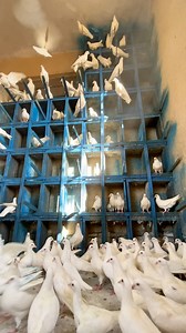 725K views · 20K reactions | كيف قمت ببناء بيت خشبي للحمام 蝹 ️ DIY Genius Idea Pigeon House Build Using Old Wood | Moody Samalosy | Facebook