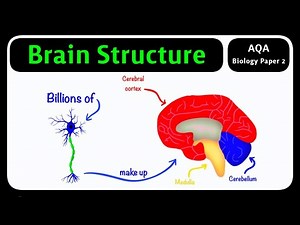 GCSE Biology AQA - The Brain | Structure and Function [2026 exams]