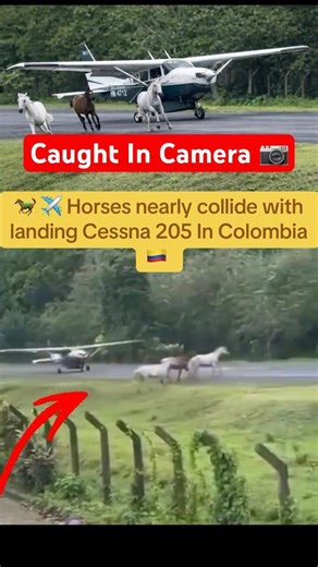 Horses nearly collide with landing Cessna 205😱🛬 #europe #aviation #usa #colombia #fyp #news #uk