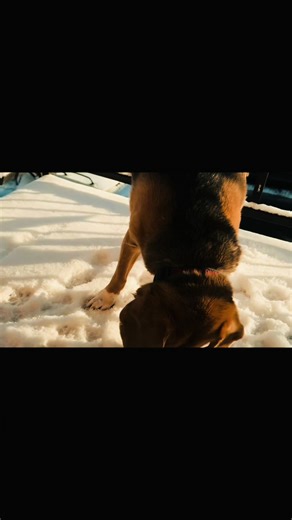 BEAGLE EARMUFFS?! Ever heard of it, us neither. That’s why we created it! We found a need for beagles/bassets ears that were constantly cold in the winter. We wanted something that could protect the sensitive ears but not restrict them from using it for sniffs 🥰 Get yours today! Link in BIO 🥰 Use VIP10 for 10% off your first purchase! #beagle #beagletok #beagleslover #brandowner #beaglelover