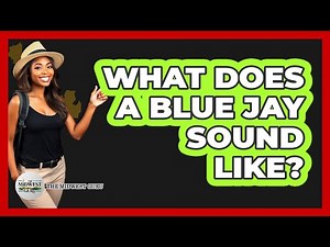 What Does A Blue Jay Sound Like?