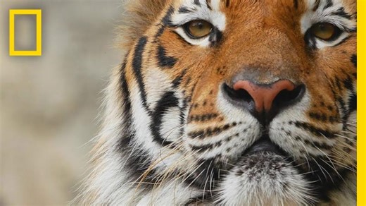 Tigers 101 | National Geographic | Cameron (One) Clark