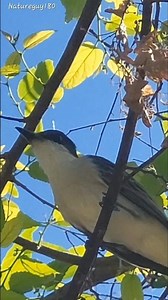 Loggerhead Kingbird #youtubeshorts #birds #nature #video