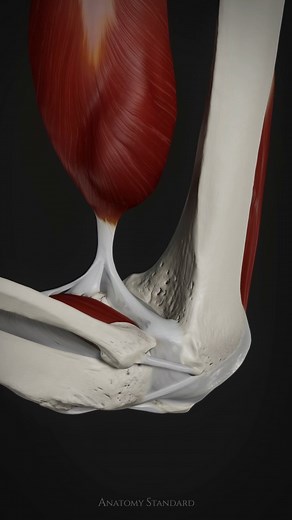 1.8M views · 12K reactions | We've animated the capsule of the knee,...