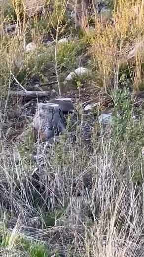 2.7K views · 459 reactions | Badgers didn’t crash because of hunters...