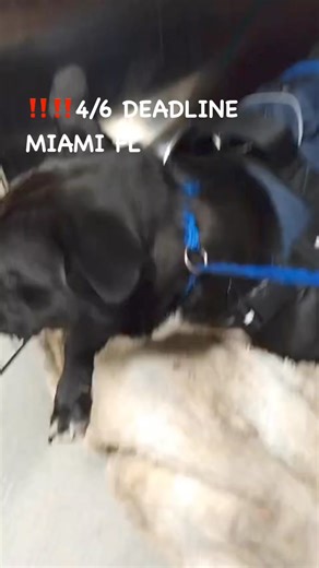 7K views · 227 reactions | YOUNG PUP WITH SWIMMERS SYNDROME ‼️‼️4/6...