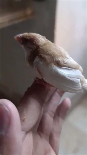 bengalese finch home breed