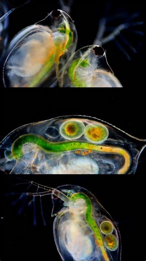 Science into Images | Daphnia sp. One of the most elegant water fleas. The spheres inside are its eggs and you can also see its heart beating. . . . #science... | Instagram