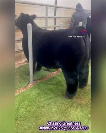 361 reactions · 19 shares | #Friday Click To Claim Now Open On SC Online Sales @ Matt Lautner Cattle Click To View: https://www.sconlinesales.com/Bids/AuctionsListing/44559 -Chasing Greatness -Pedigree: How Great Thou Art x Smith/Meister Fuji Donor -Red Gene Carrier -THC. PHAF, DSF -IVF Quality Semen Available For Release At Trans Ova & Boviteq | Matt Lautner Cattle | Facebook