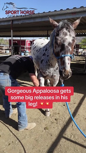 Sport Horse Chiropractic on TikTok