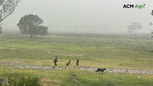 Queensland rainfall ranges from 4.5mm to 100mm