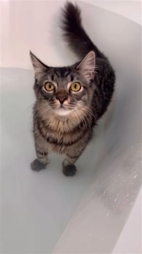 483K views · 15K reactions | Cat LOVES taking baths — so his mom comes up with the cutest idea to take his obsession to the next level  Keep up with Marvin on Instagram: thedo.do/MarvinMeowIG & TikTok: thedo.do/MarvinMeowTT. | The Dodo | Facebook