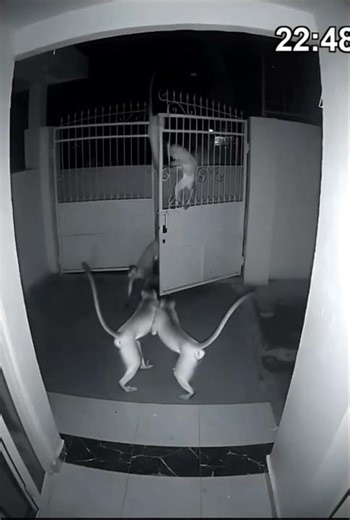 Caught on CCTV: Who’s sneaking around tonight? 🐾👀