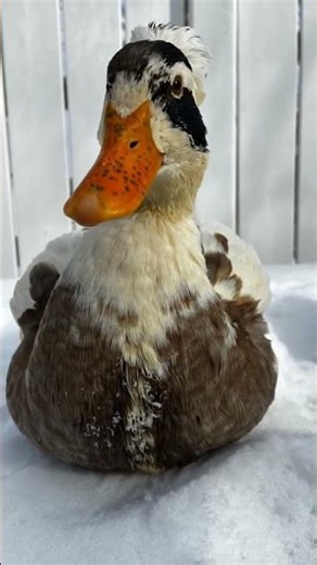 This is the most perfect DUCK